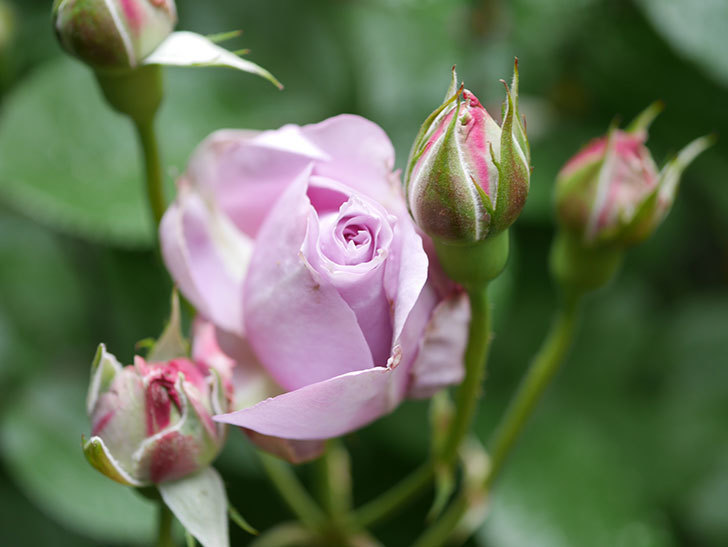 ノヴァーリス(Novalis)の花が少し咲いた。木立バラ。2021年-009.jpg