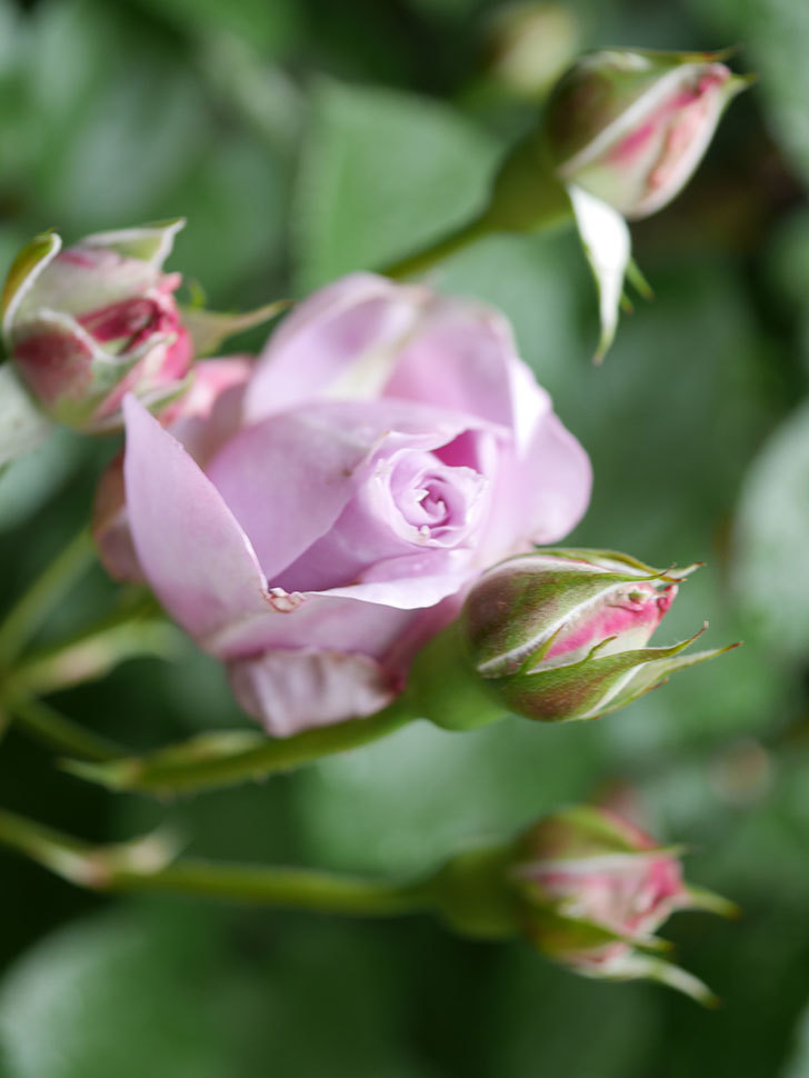 ノヴァーリス(Novalis)の花が少し咲いた。木立バラ。2021年-011.jpg