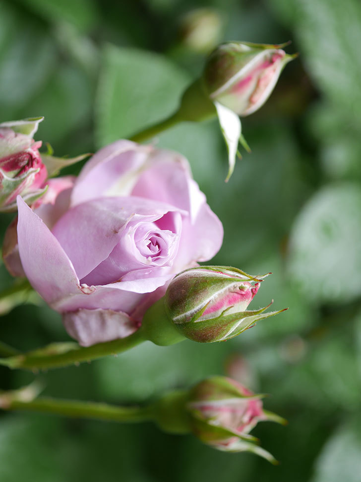ノヴァーリス(Novalis)の花が少し咲いた。木立バラ。2021年-012.jpg
