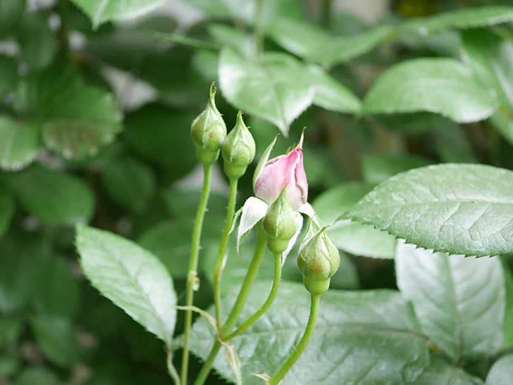 ノヴァーリス(Novalis)の花が少し咲いた。木立バラ。2021年-013.jpg