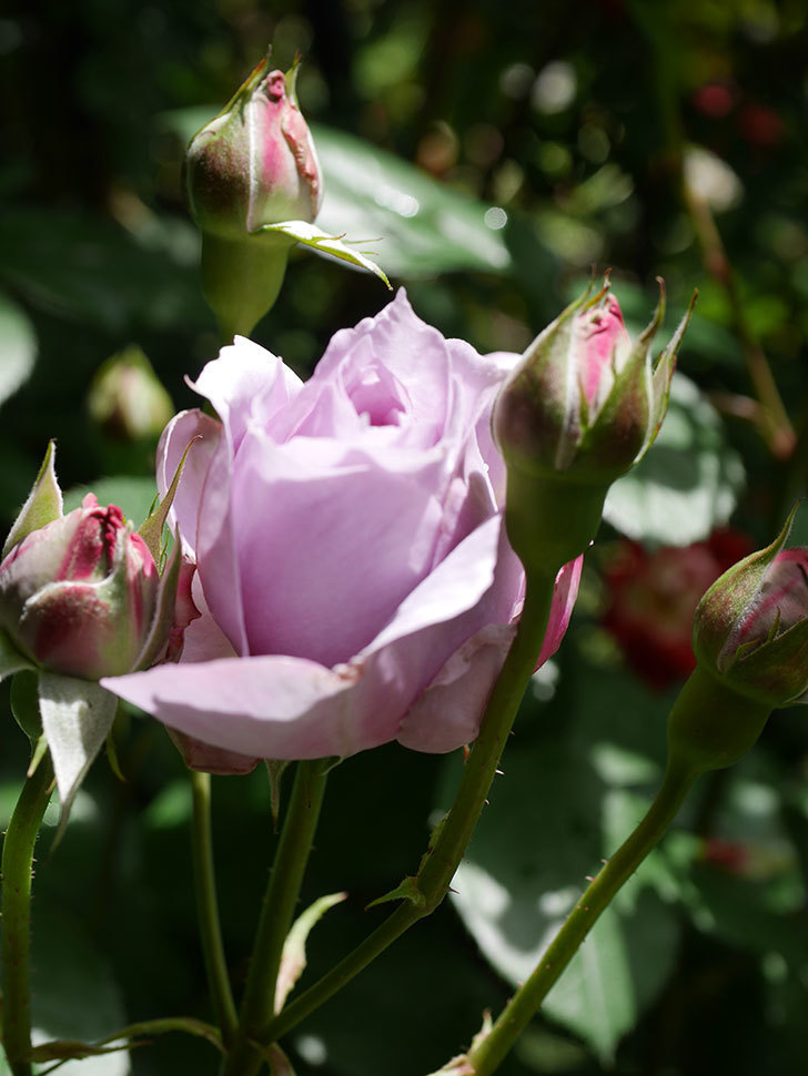 ノヴァーリス(Novalis)の花が少し咲いた。木立バラ。2021年-015.jpg