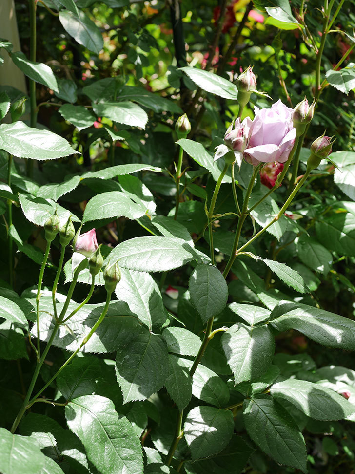 ノヴァーリス(Novalis)の花が少し咲いた。木立バラ。2021年-019.jpg
