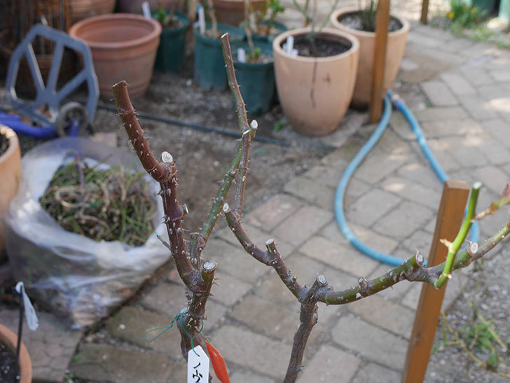 ノヴァーリス(Novalis)を冬剪定してから植え替えた。木立バラ。2021年-017.jpg