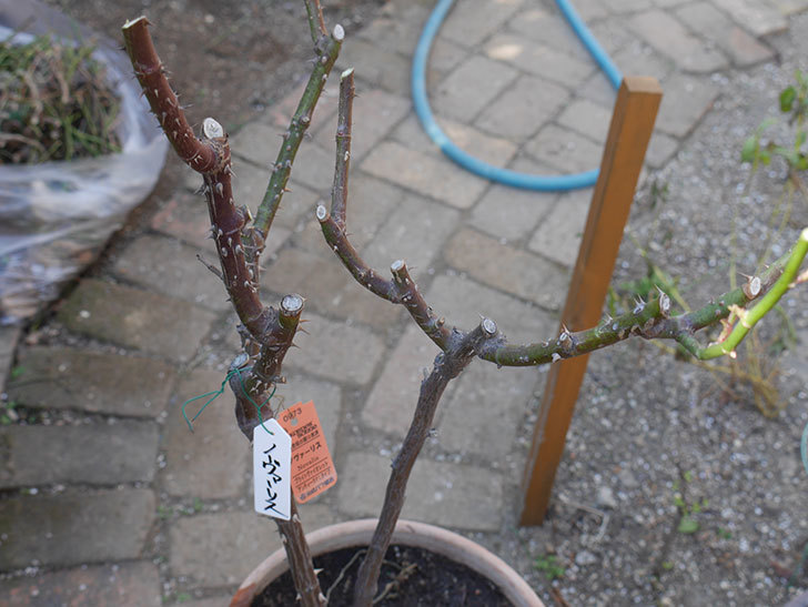 ノヴァーリス(Novalis)を冬剪定してから植え替えた。木立バラ。2021年-018.jpg