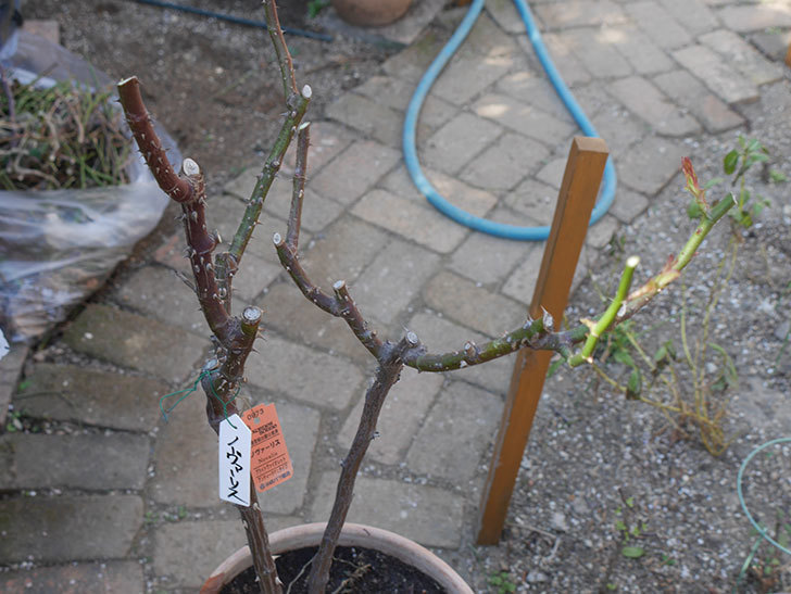 ノヴァーリス(Novalis)を冬剪定してから植え替えた。木立バラ。2021年-019.jpg