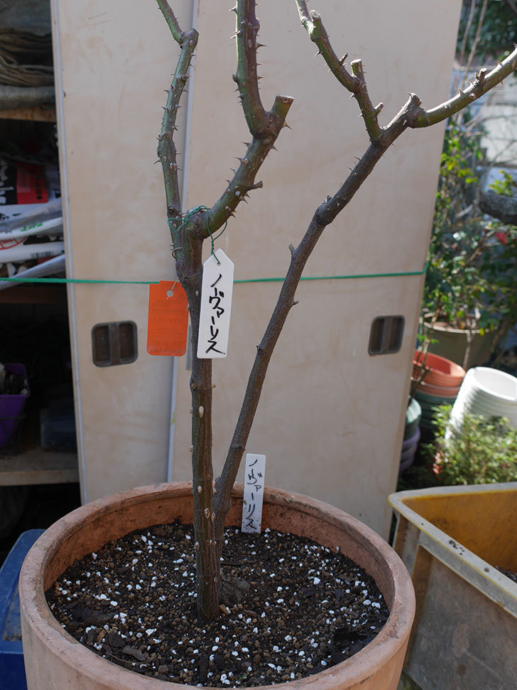 ノヴァーリス(Novalis)を冬剪定してから植え替えた。木立バラ。2021年-036.jpg