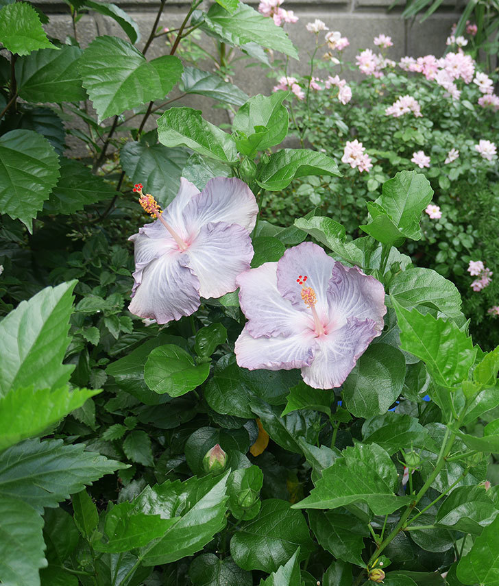 ハイビスカス-サニーの花が3個咲いた。2018年-4.jpg
