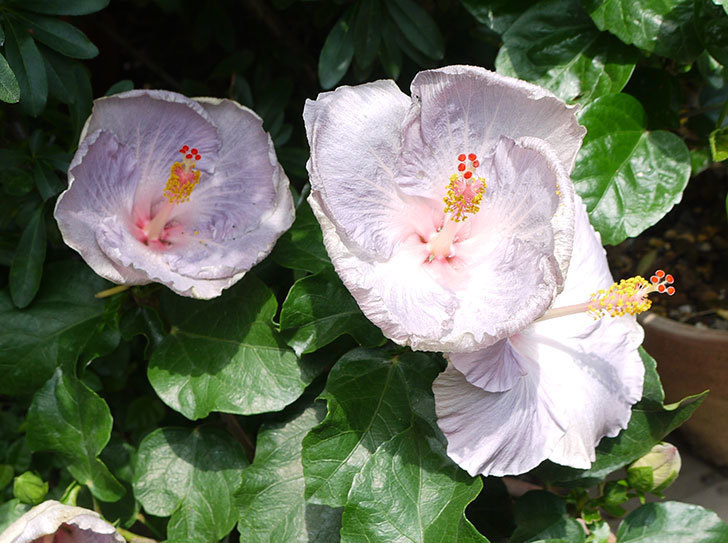 ハイビスカス-サニーの花が4個咲いた。2016年-4.jpg