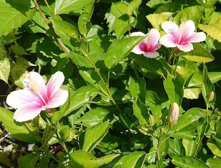 ハイビスカス-サニーの花が久々に咲いた。2016年-4.jpg