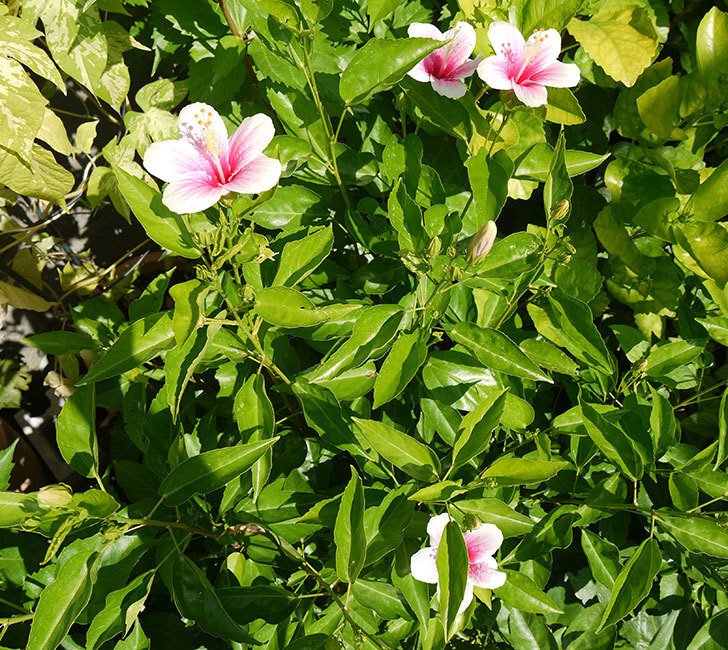 ハイビスカス-サニーの花が久々に咲いた。2016年-5.jpg