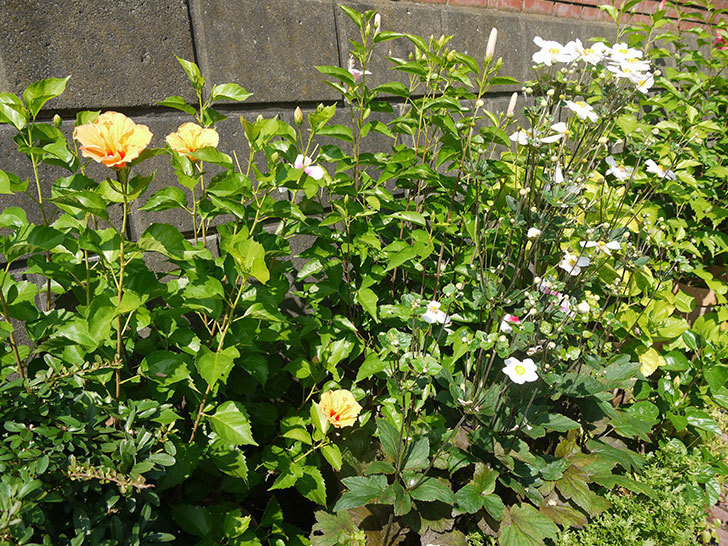 ハイビスカス-サマーブリーズの花が2個並んで咲いた。2016年-7.jpg