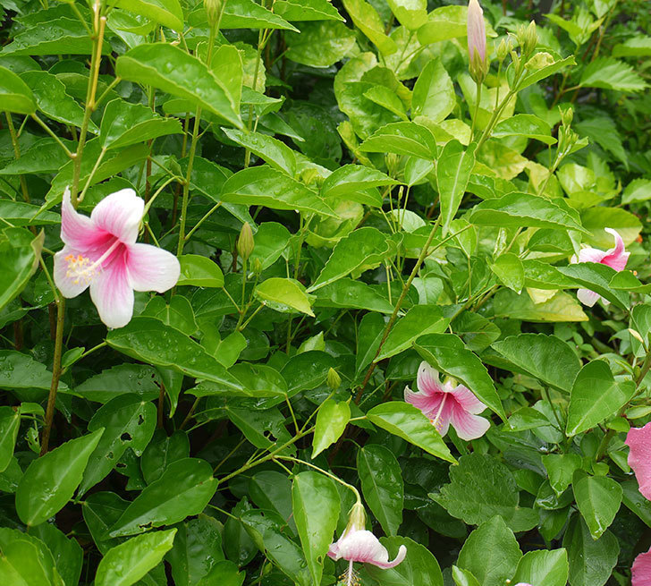 ハイビスカス-サマーブリーズの花が4個咲いた。2016年-2.jpg