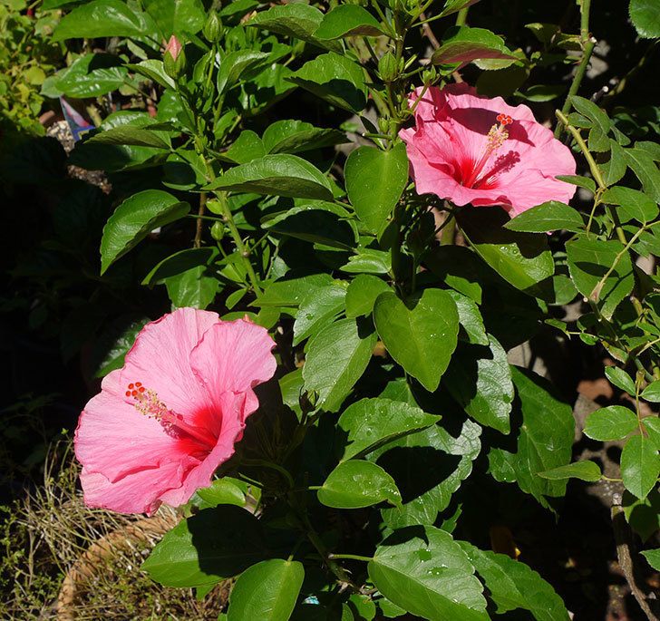 ハイビスカス-ニューロングライフ・シリーズ-アドニスの花が2鉢で3個咲いた。2016年-1.jpg