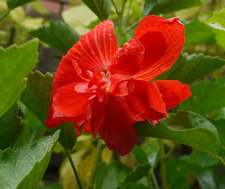 ハイビスカス-マダムペレに赤い花が咲いた。2016年-1.jpg