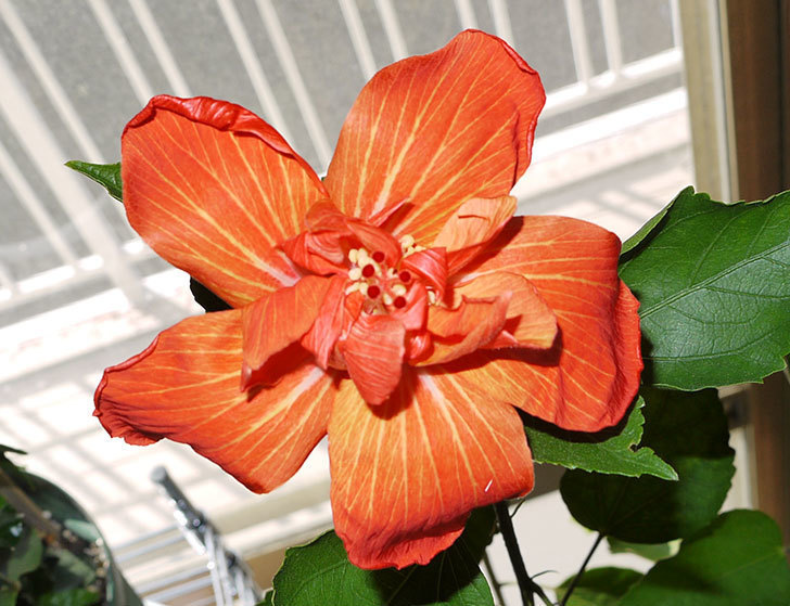 ハイビスカス-マダムペレの3個目の花が咲いた。2015年-2.jpg