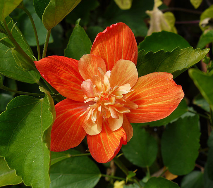 ハイビスカス-マダムペレの花がまた咲いた。2016年-1.jpg