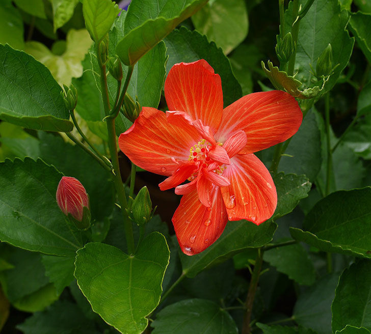 ハイビスカス-マダムペレの花が咲いた。2016年-1.jpg