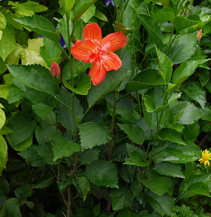 ハイビスカス-マダムペレの花が咲いた。2016年-3.jpg