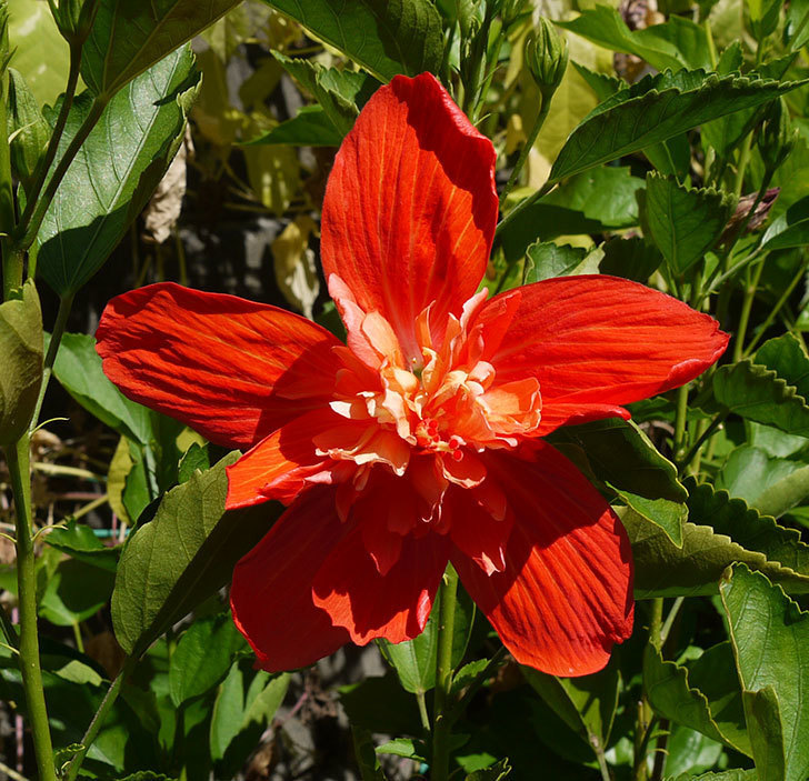 ハイビスカス-マダムペレの花が綺麗に咲いた。2016年-1.jpg
