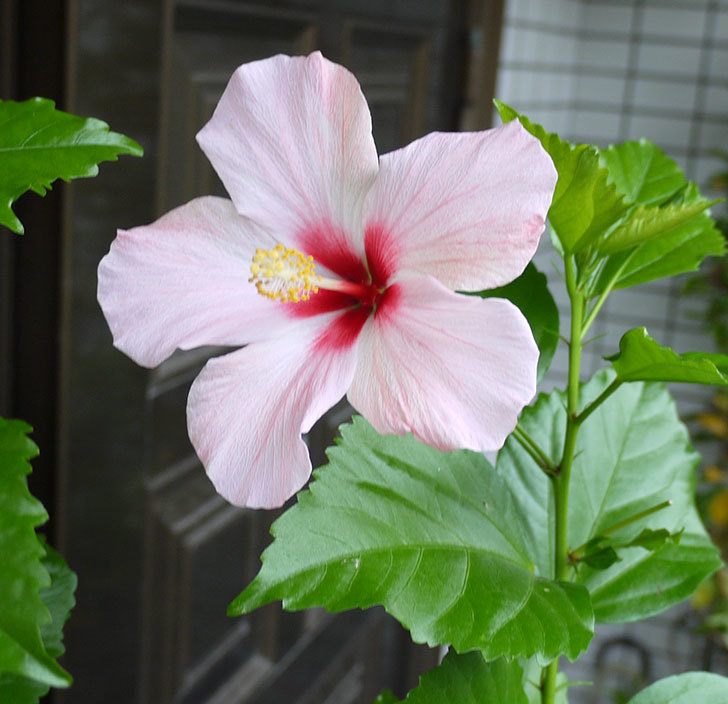ハイビスカス-ミセスユミの花が久びさに咲いた。2016年-7.jpg