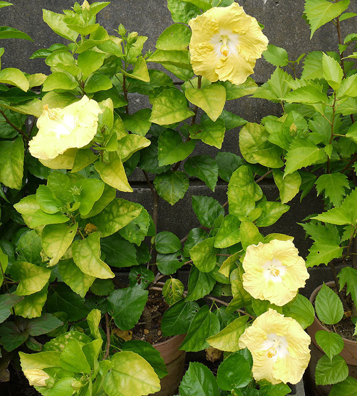 ハイビスカス-レモンイエローが4個咲いた。2016年-1.jpg