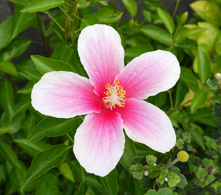 ハイビスカス-レモンイエローが4個咲いた。2016年-10.jpg