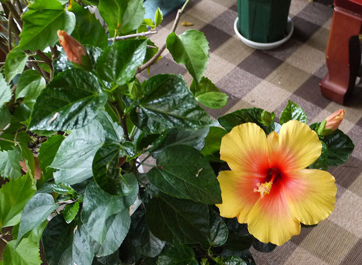 ハイビスカス-レモンイエローの花が3個咲いた。2015年-3.jpg
