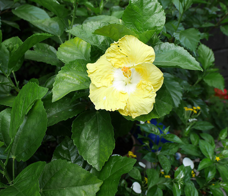 ハイビスカス-レモンイエローの花がやっと咲いた。2017年-2.jpg
