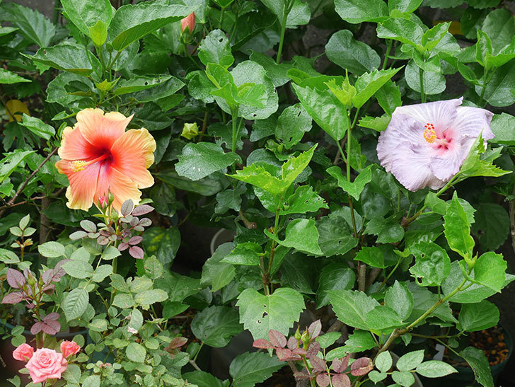ハイビスカス サニーの花がまた1個咲いた。2020年-008.jpg