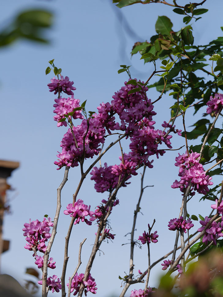 ハナズオウの花が咲いた。2022年-012.jpg