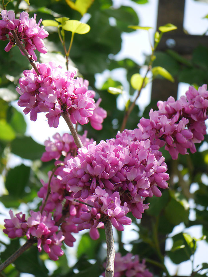 ハナズオウの花が咲いた。2022年-021.jpg