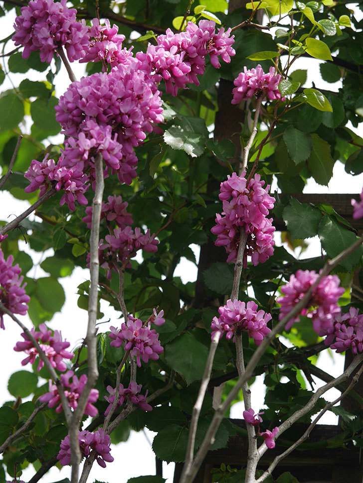 ハナズオウの花が咲いた。2022年-033.jpg