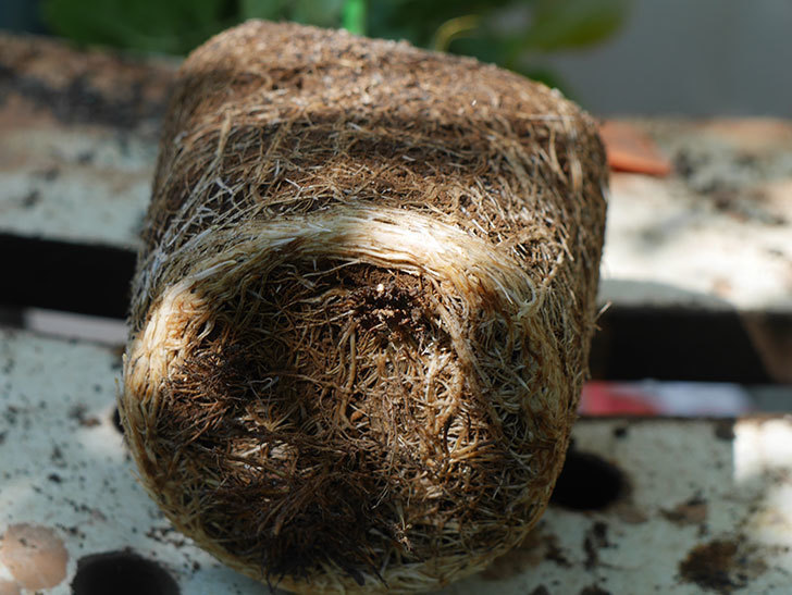 ハニー キャラメル(Honey Caramel)の新苗を6号ロングスリット鉢に植え替えた。半ツルバラ。2020年-005.jpg