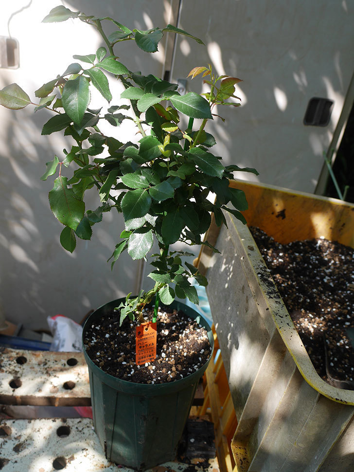 ハニー キャラメル(Honey Caramel)の新苗を6号ロングスリット鉢に植え替えた。半ツルバラ。2020年-006.jpg