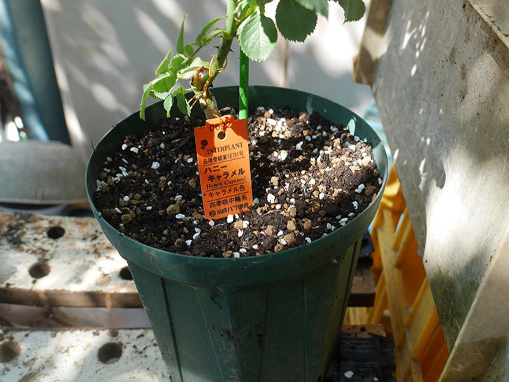 ハニー キャラメル(Honey Caramel)の新苗を6号ロングスリット鉢に植え替えた。半ツルバラ。2020年-008.jpg