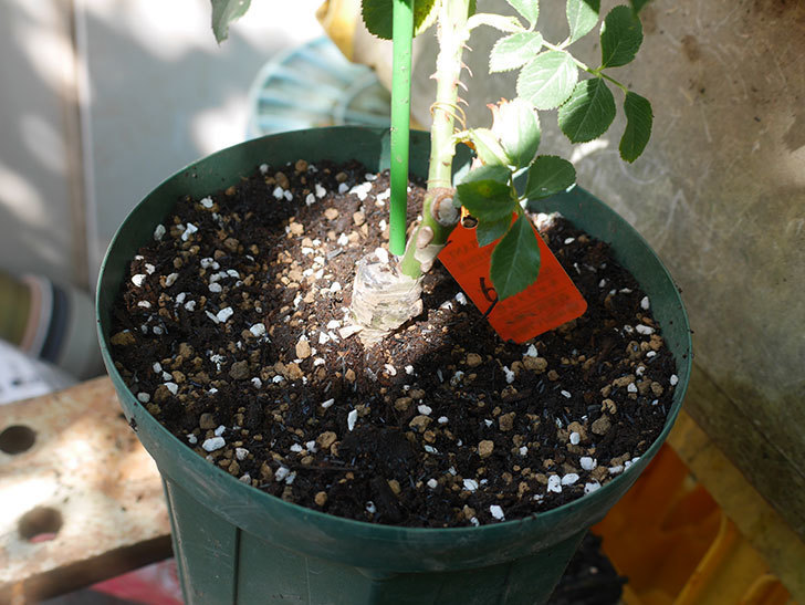 ハニー キャラメル(Honey Caramel)の新苗を6号ロングスリット鉢に植え替えた。半ツルバラ。2020年-009.jpg