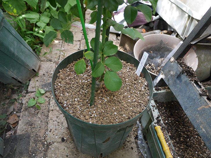 ハニー キャラメル(Honey Caramel)の新苗を8号ロングスリット鉢に植え替えた。2020年-006.jpg