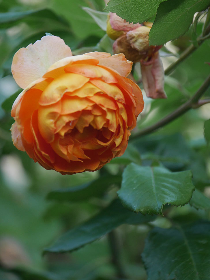 ハニー キャラメル(Honey Caramel)の春花。半ツルバラ。2022年-003.jpg
