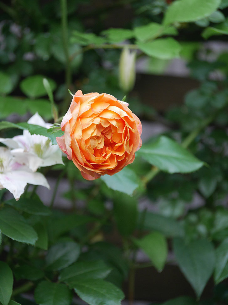 ハニー キャラメル(Honey Caramel)の春花。半ツルバラ。2022年-005.jpg