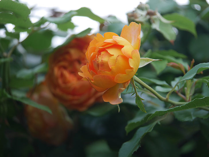 ハニー キャラメル(Honey Caramel)の春花。半ツルバラ。2022年-033.jpg