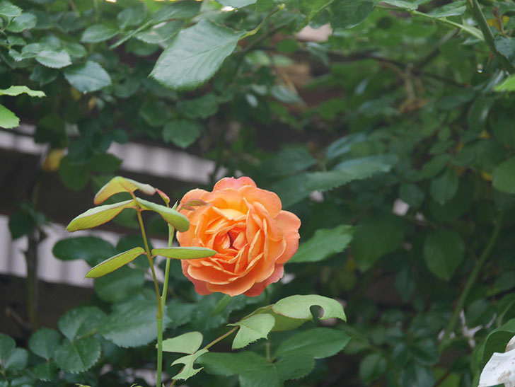 ハニー キャラメル(Honey Caramel)の春花。半ツルバラ。2022年-040.jpg