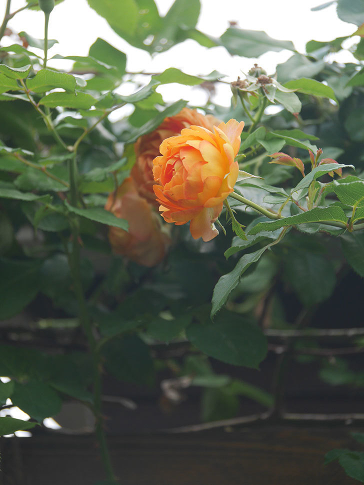 ハニー キャラメル(Honey Caramel)の春花。半ツルバラ。2022年-050.jpg