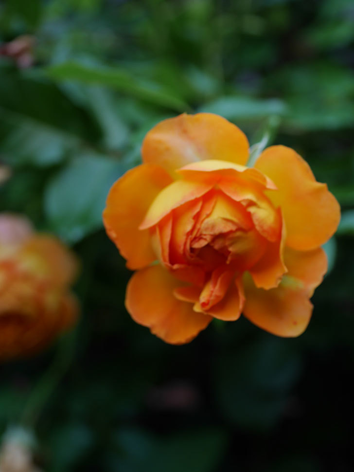 ハニー キャラメル(Honey Caramel)の春花。半ツルバラ。2022年-054.jpg