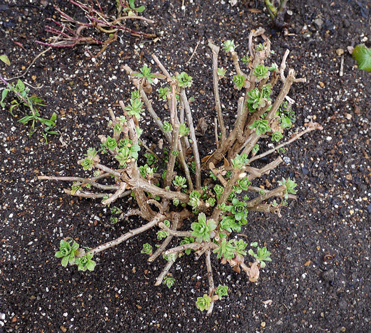 ハマギクの鉢植えを地植えにした。2017年-1.jpg