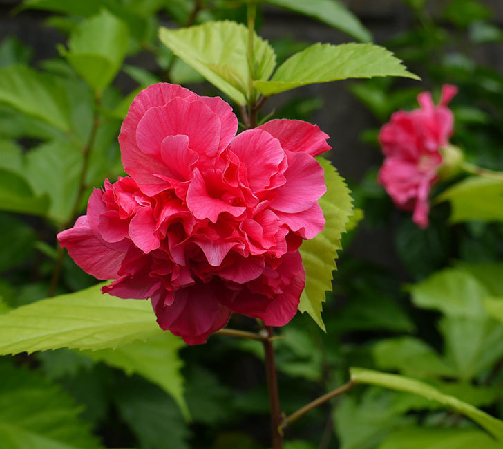 ハンブルグレッドが2個咲いた。2016年-1.jpg