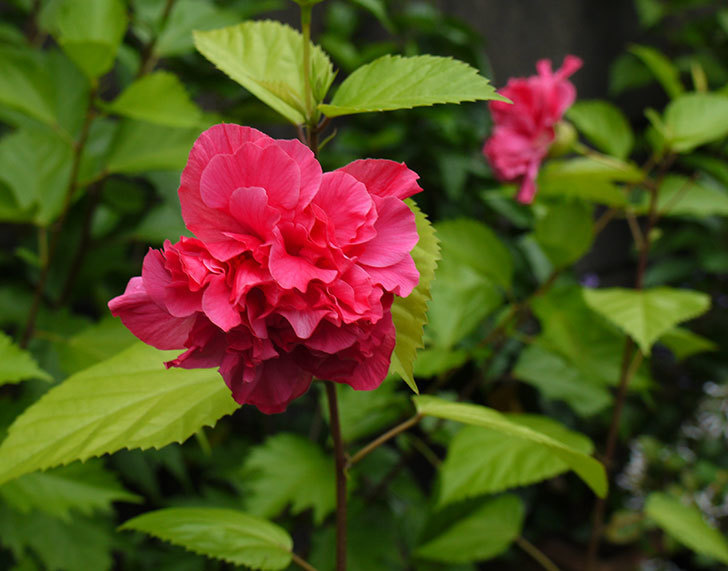 ハンブルグレッドが2個咲いた。2016年-4.jpg