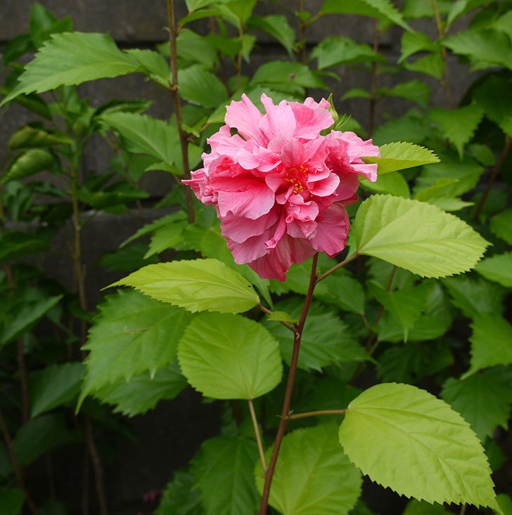 ハンブルグレッドがまた咲いた。2016年-3.jpg