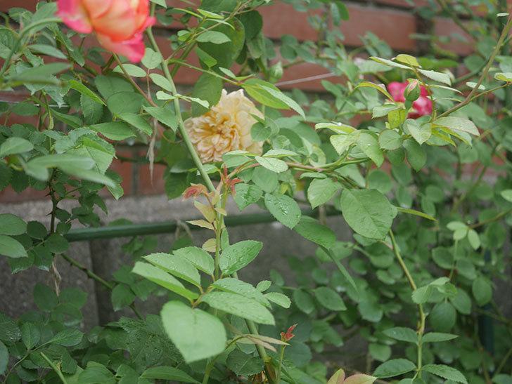 バスシーバ(Bathsheba)の2番花が2個咲いた。ツルバラ。2020年-011.jpg