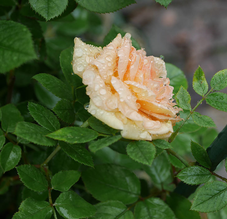 バスシーバ（ツルバラ）の花が咲いた。2019年-5.jpg