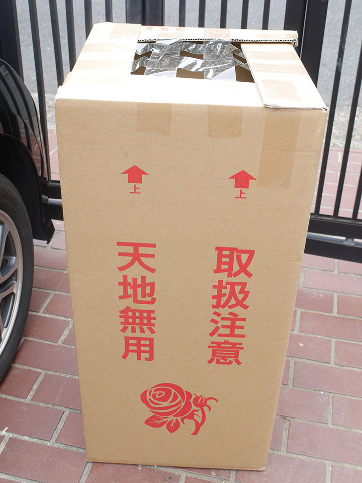 バラの大苗をはなはなショップで3株買った。2021年-001.jpg